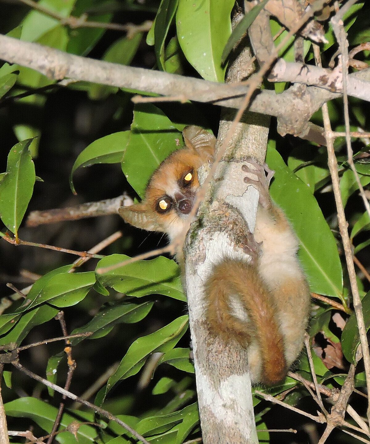Berthe's Mouse Lemur
