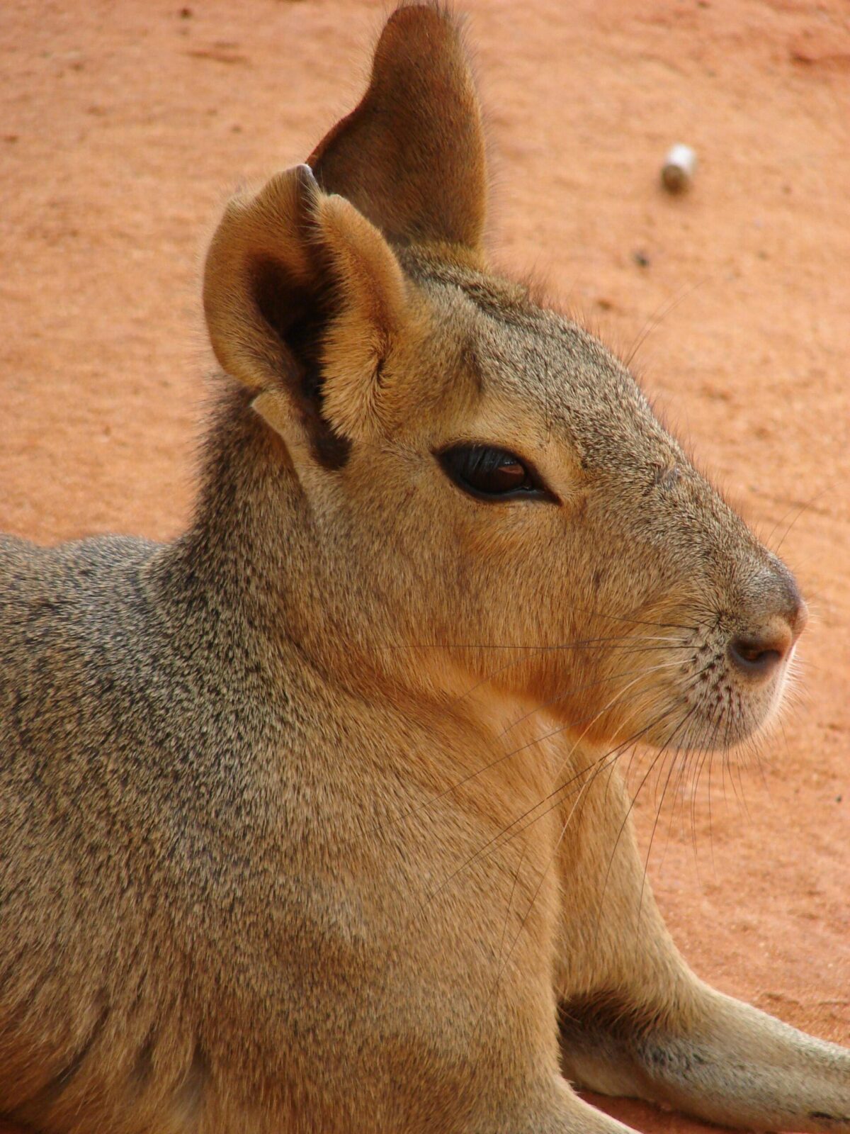 Pampas Hare