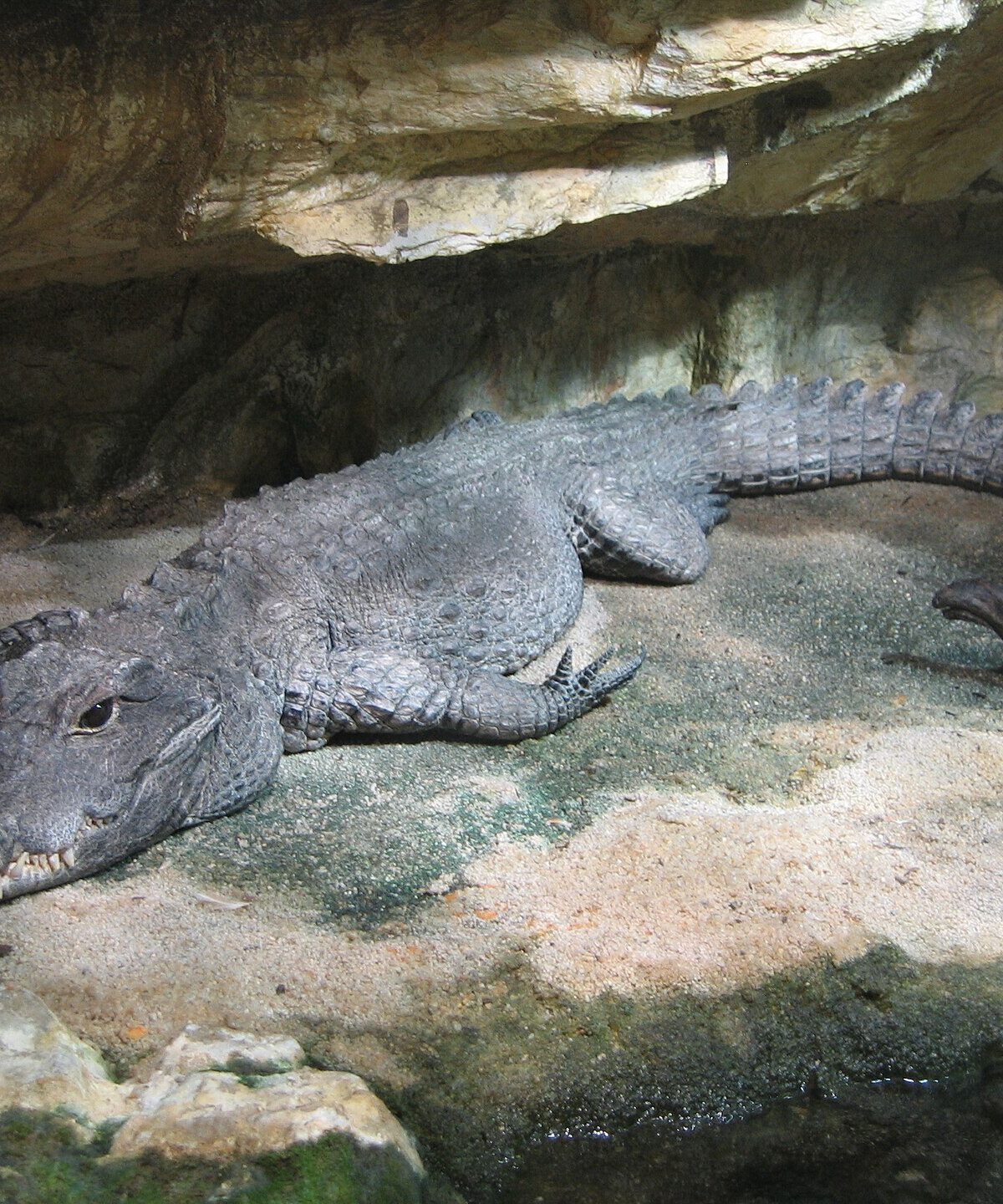 West African Dwarf Crocodile