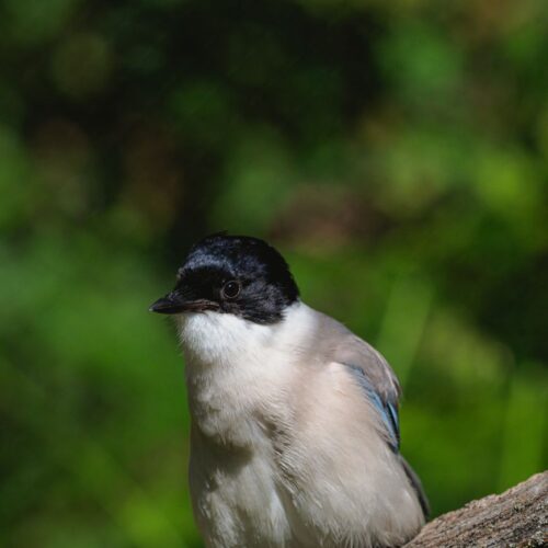 Magpie