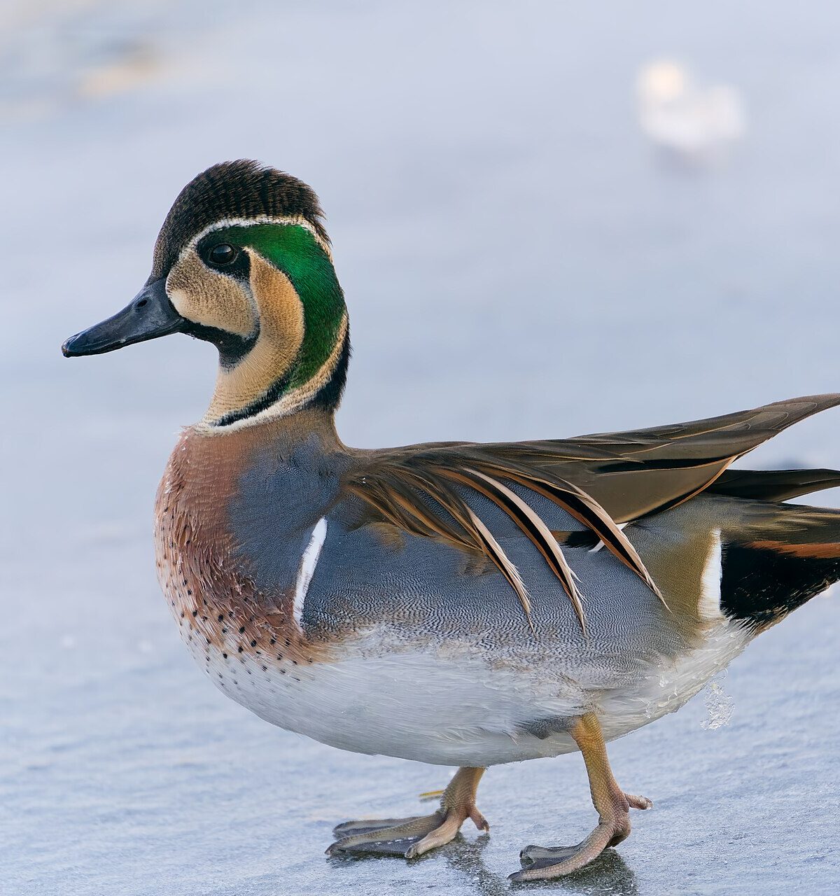 Baikal Teal