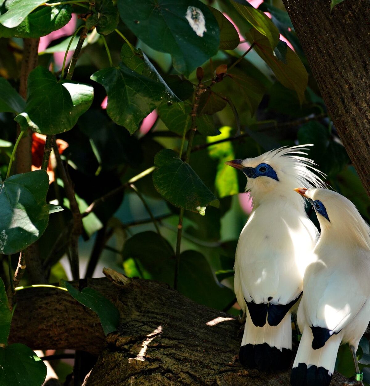 Bali Mynah