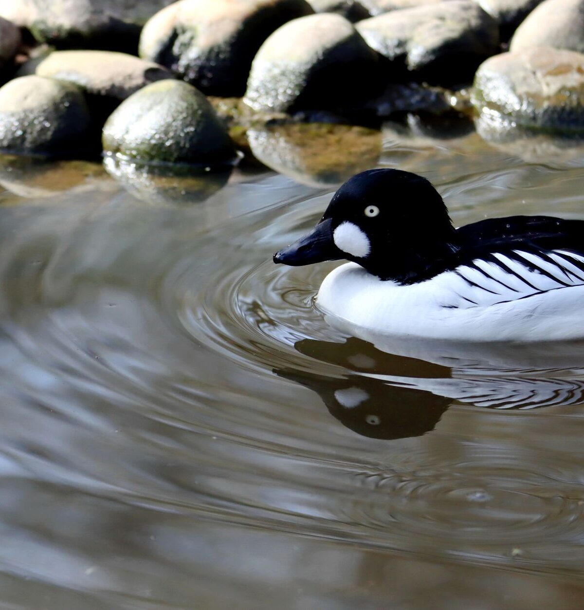 Barrow's Goldeneye