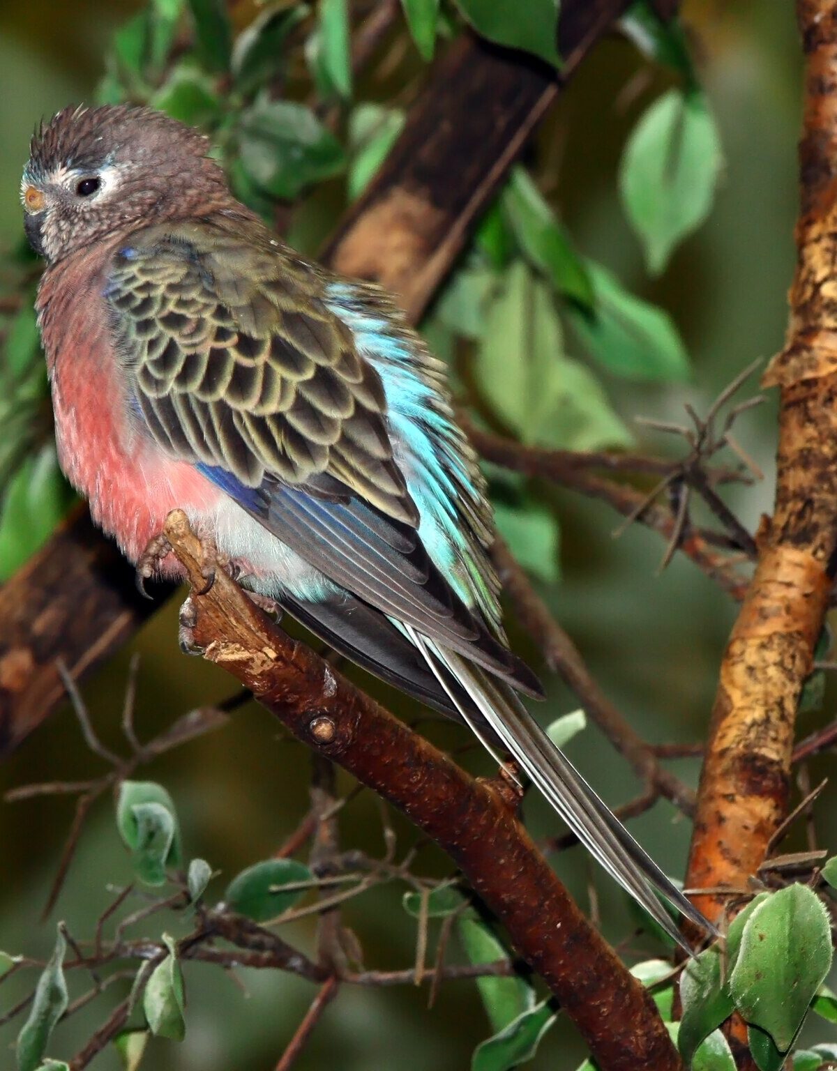Bourke's Parrot