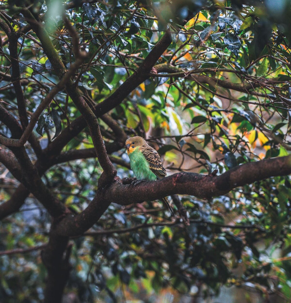 Budgerigar