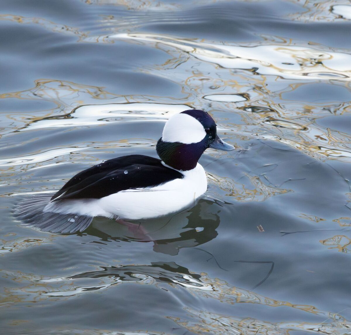Bufflehead Duck