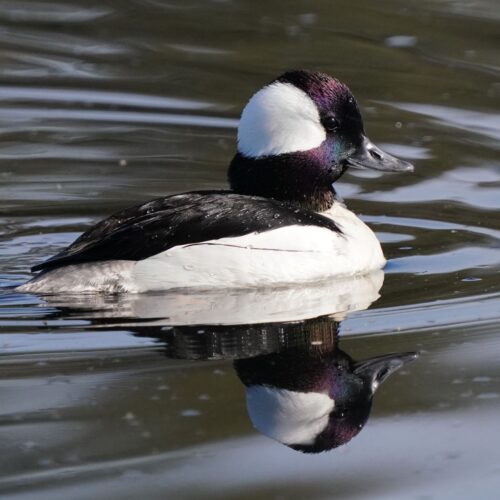 Bufflehead