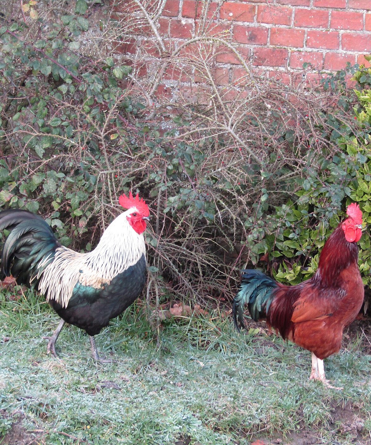 Heritage Chicken