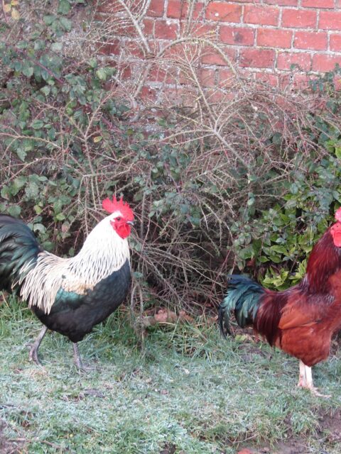 Heritage Chicken