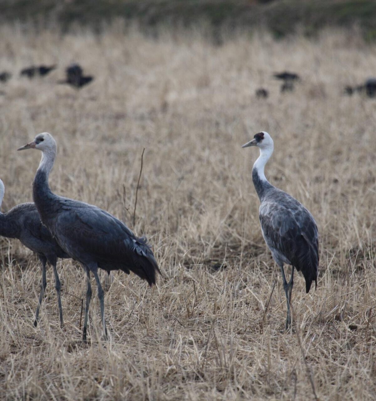Hooded Crane