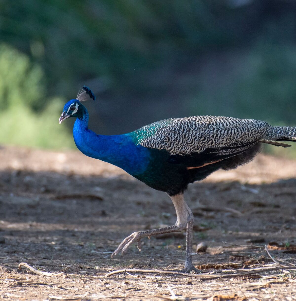 Indian Blue Peafowl