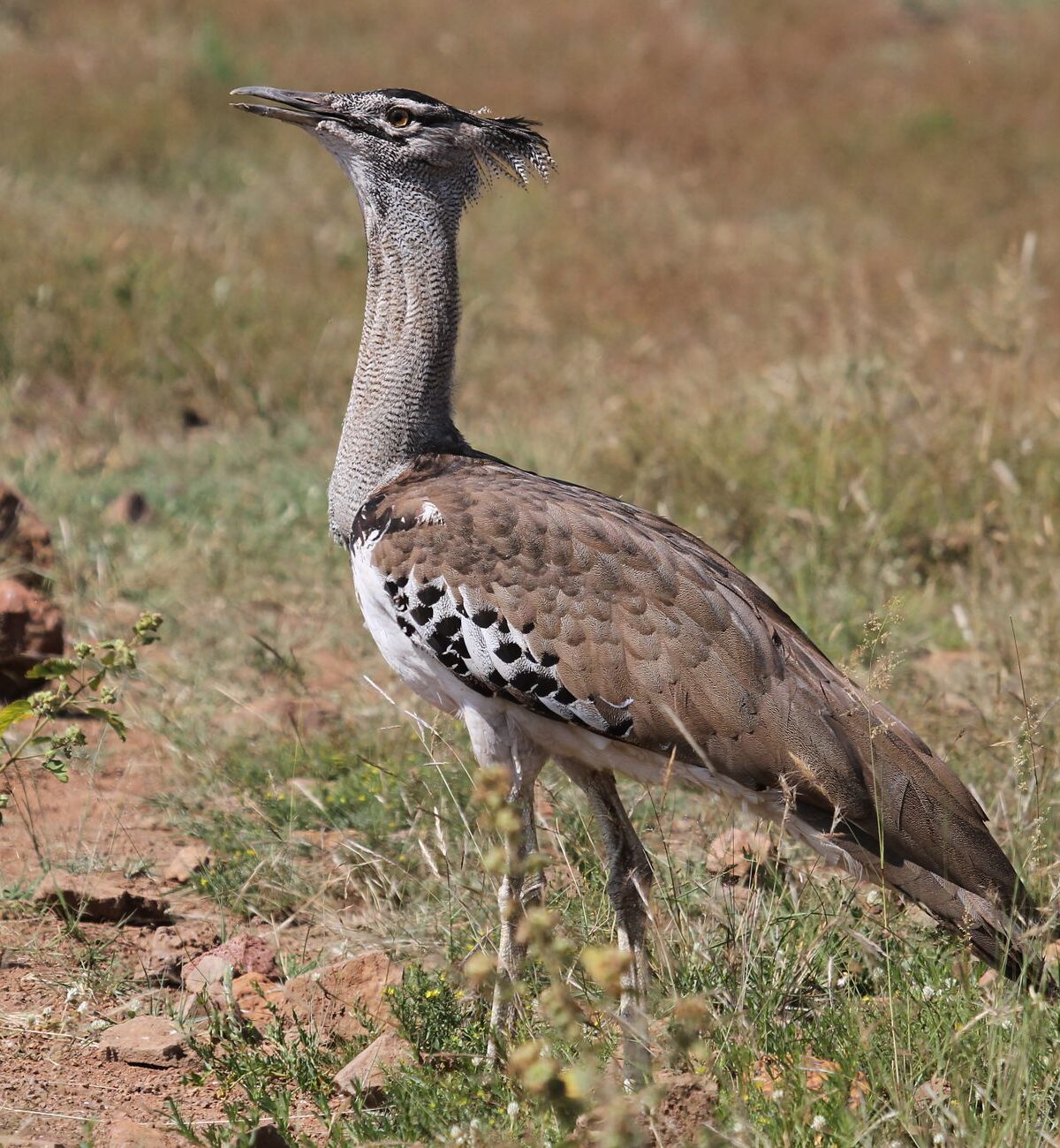 Kori Bustard