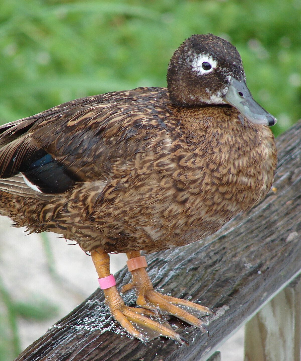 Laysan Teal Duck