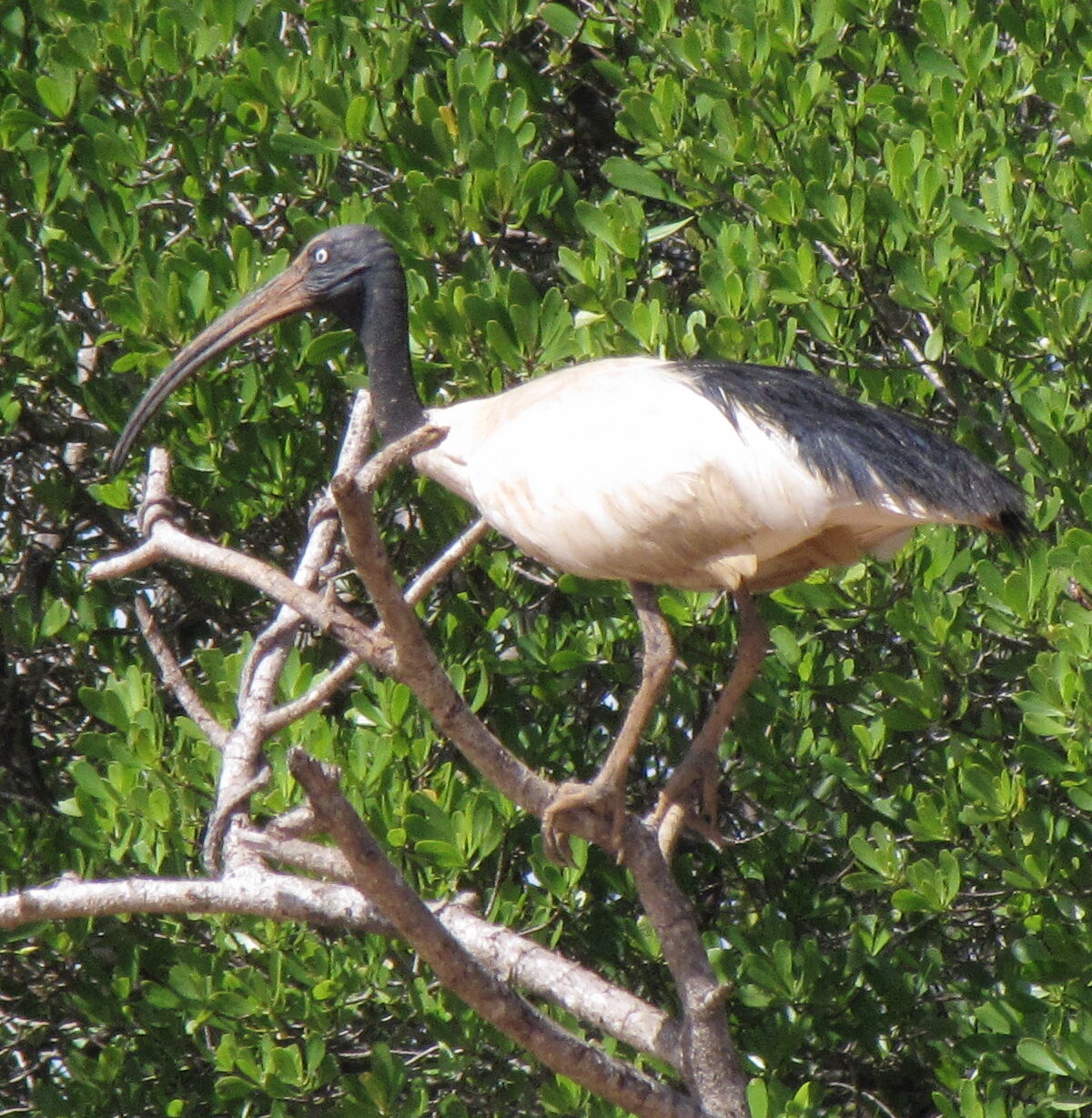Madagascar Sacred Ibis