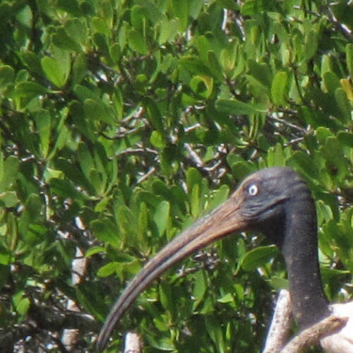 Sacred Ibis