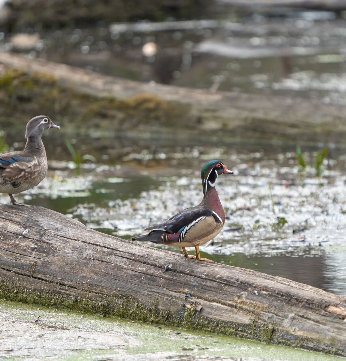 North American Wood Duck