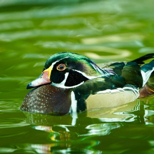 Wood Duck