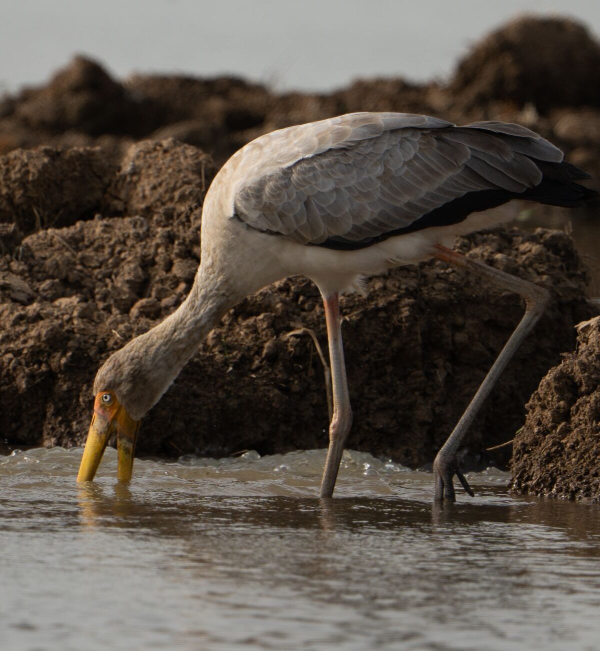 Yellow-Billed Stork
