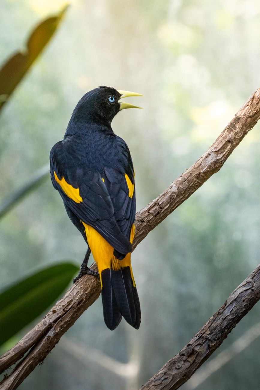 Yellow-Rumped Cacique