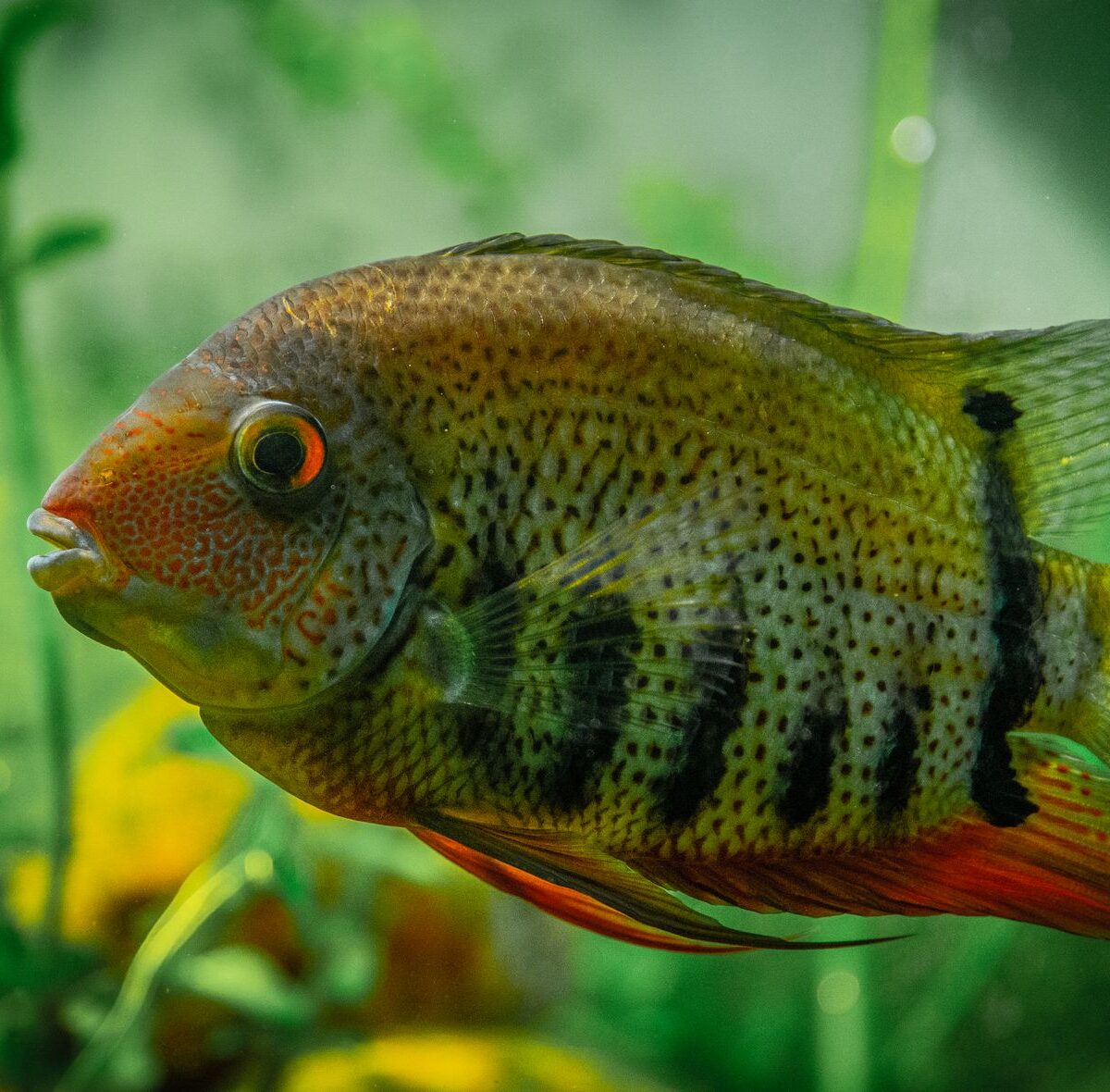 Cichlid