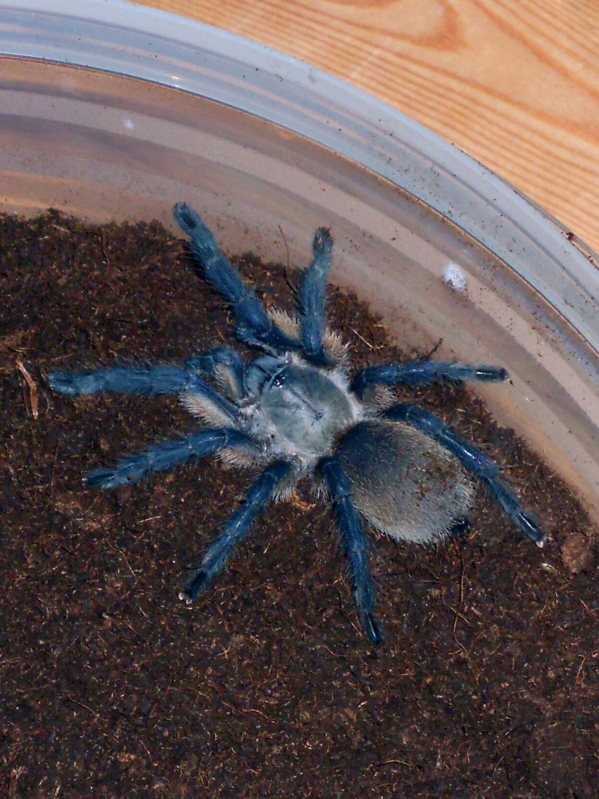 Blue Baboon Tarantula