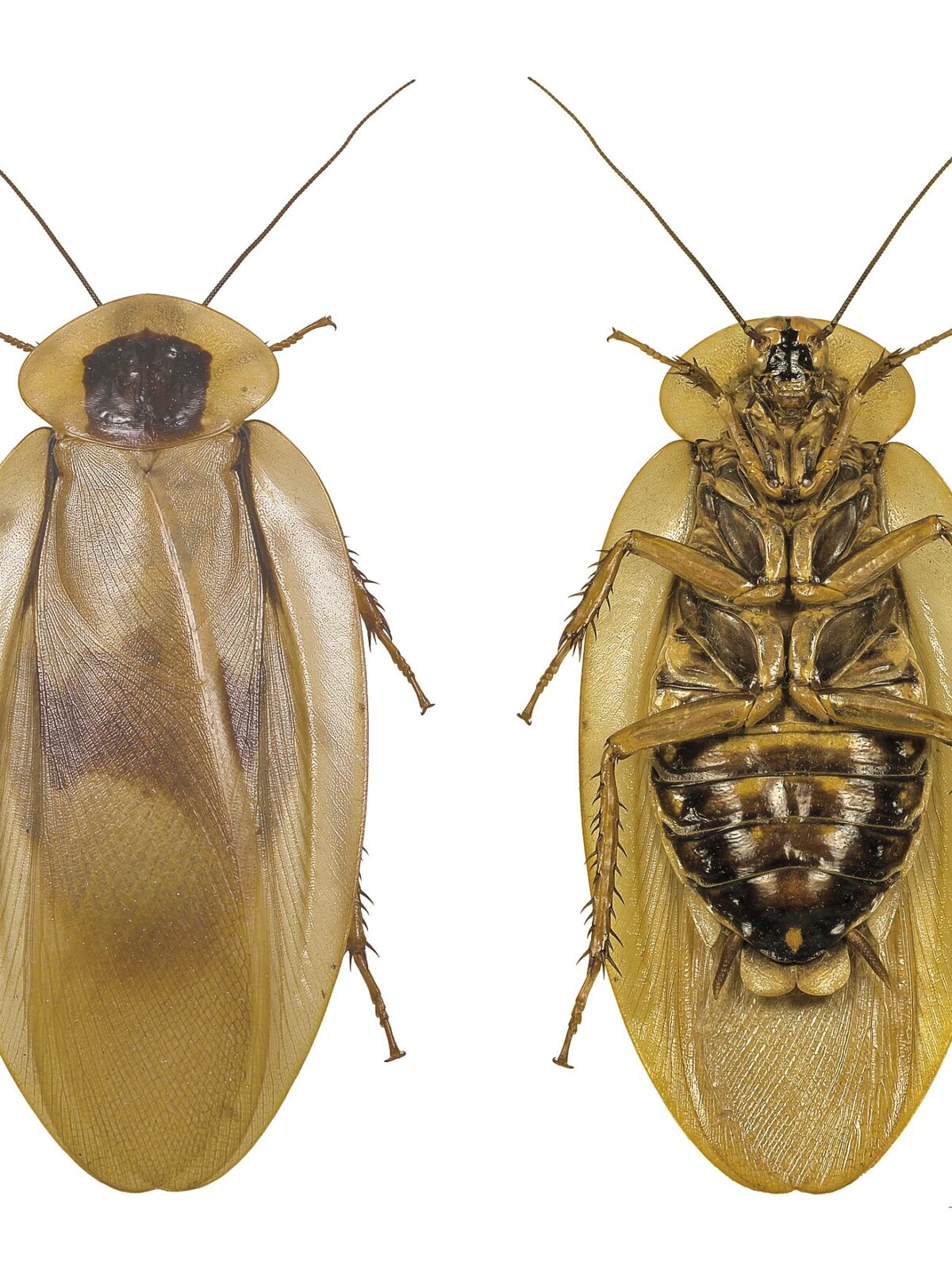 Brazilian Cockroach