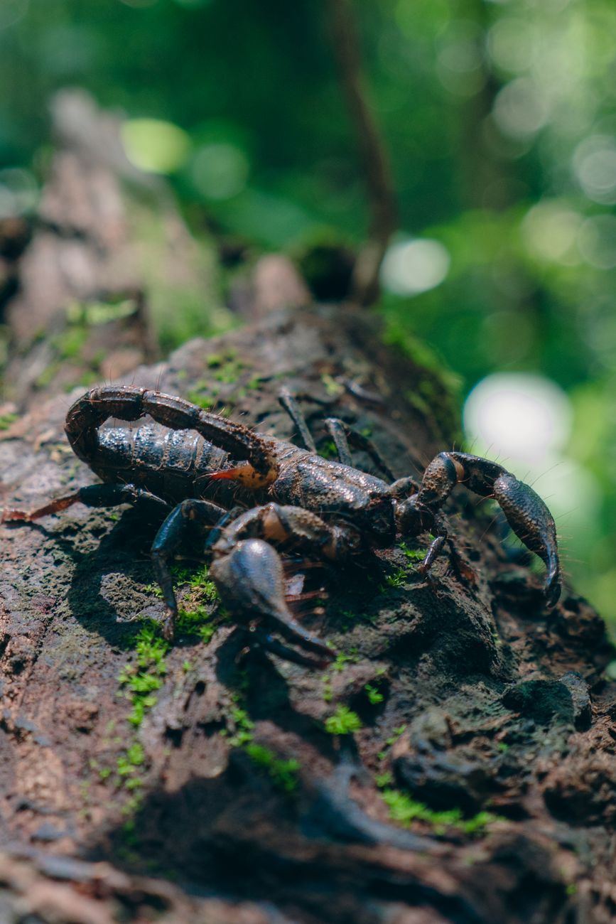 Emperor Scorpion