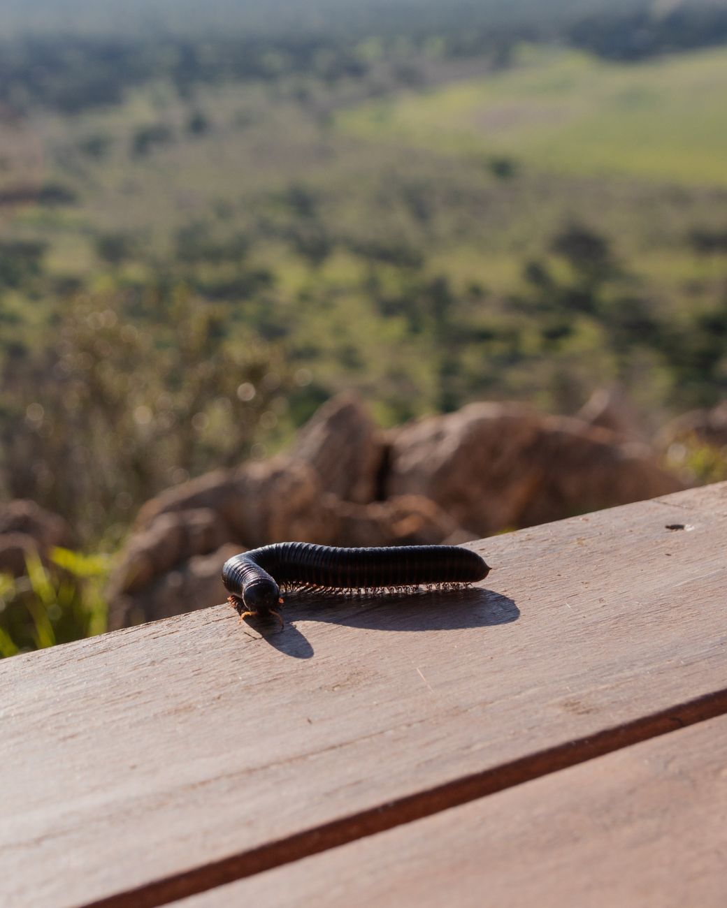 Giant African Millipede