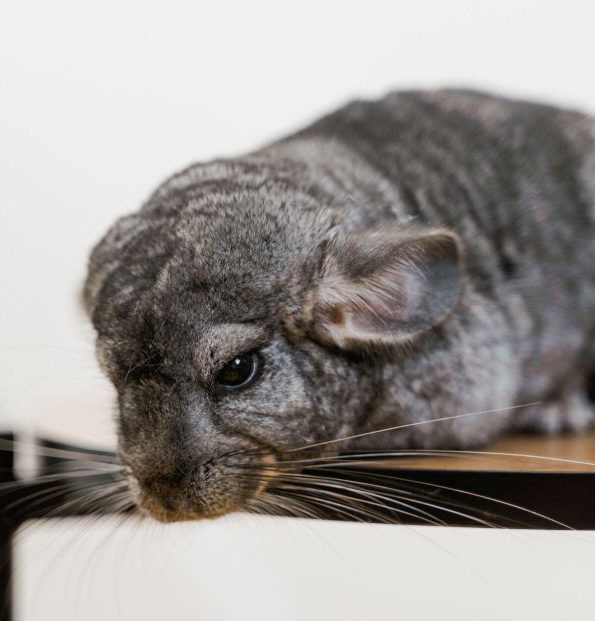 Long-Tailed Chinchilla