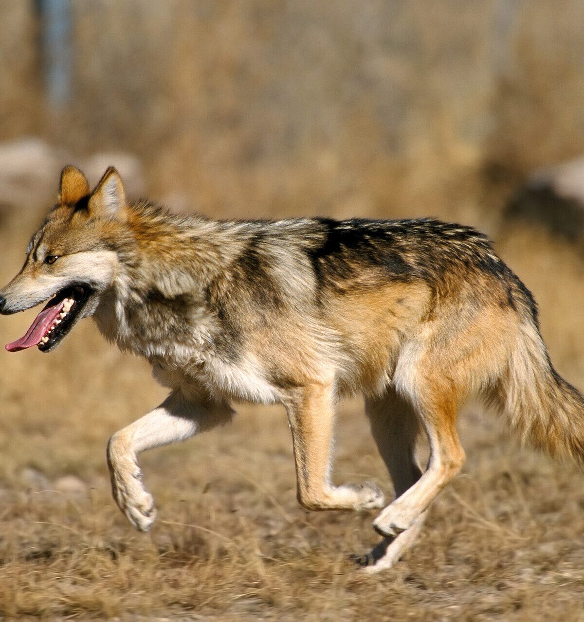 Mexican Gray Wolf
