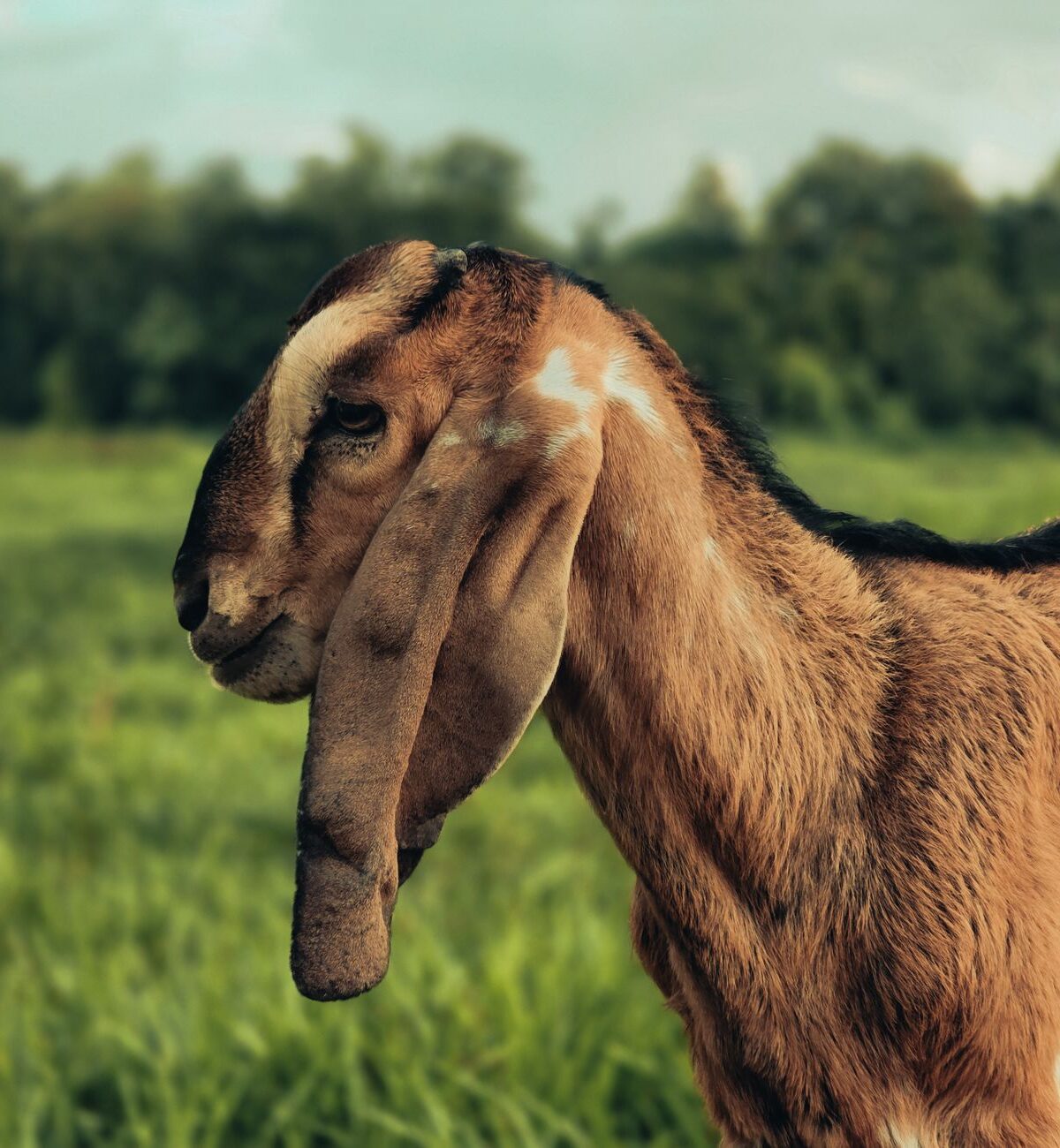 Nubian Goat
