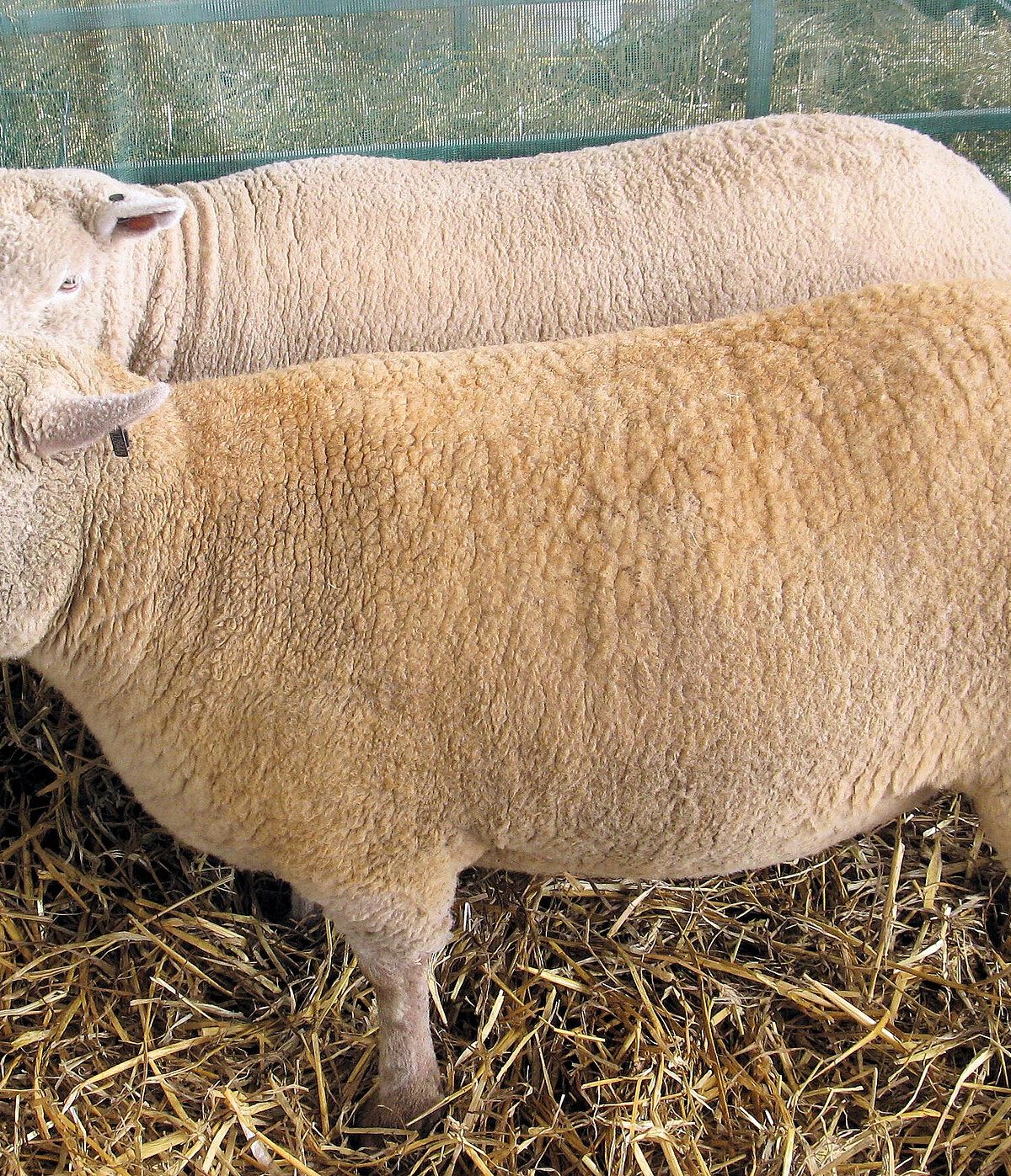 Southdown Sheep