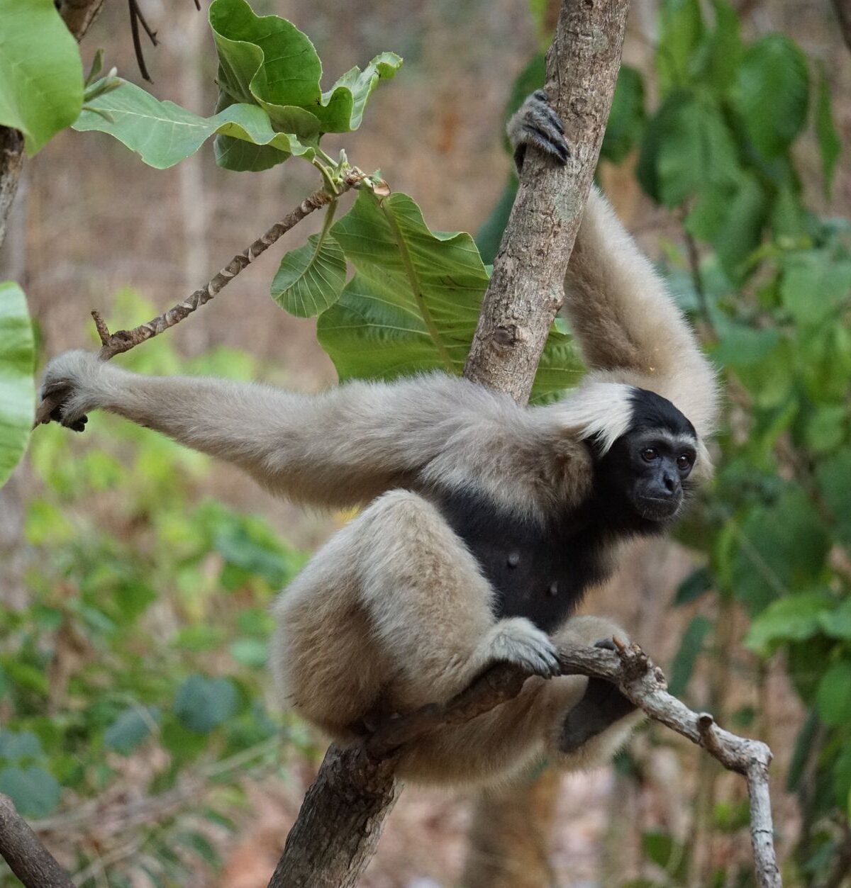 White-Cheeked Gibbon