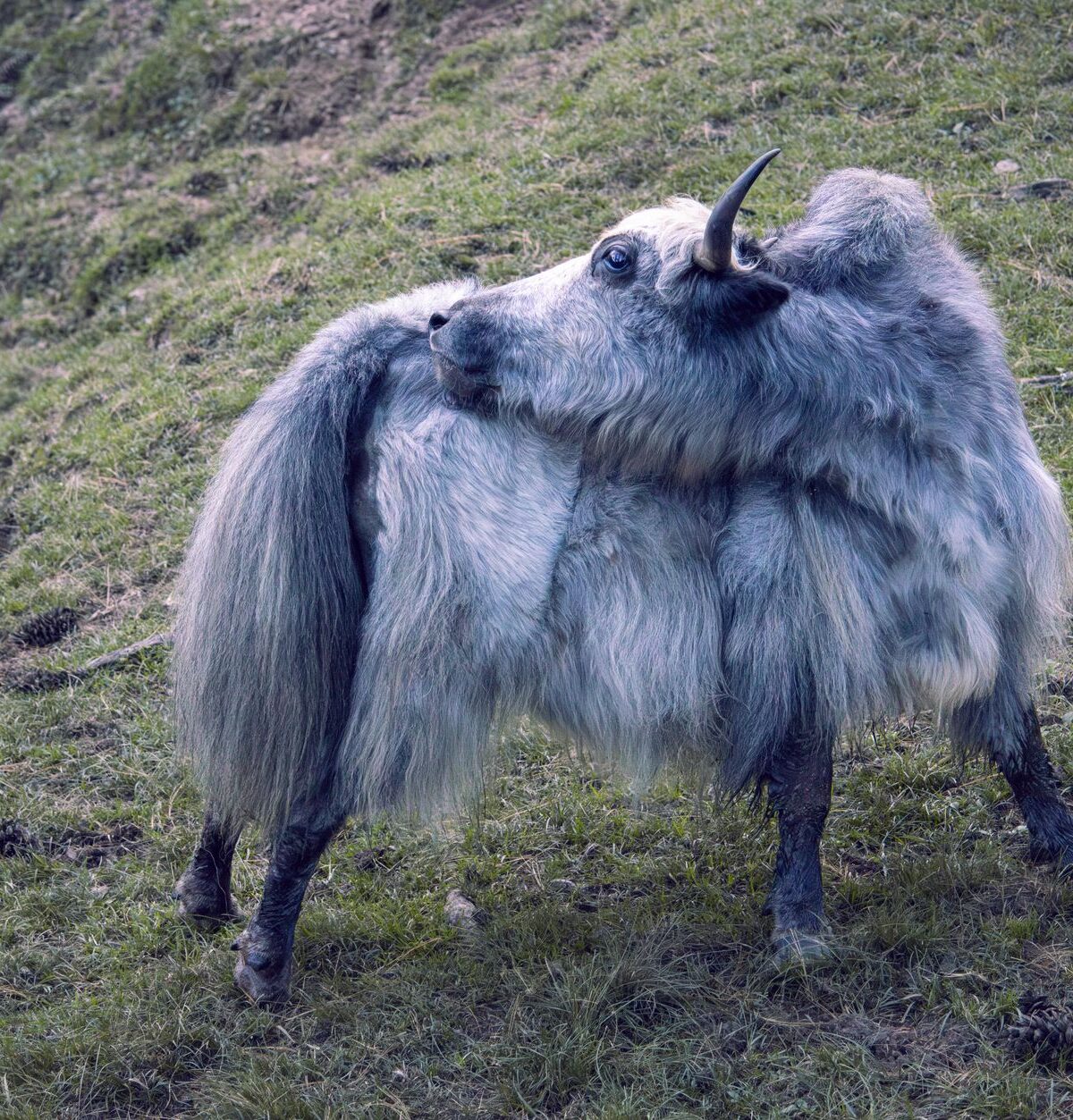 Yak