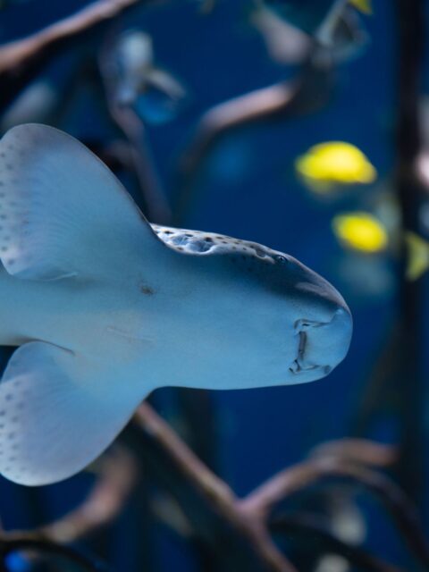 Zebra Shark