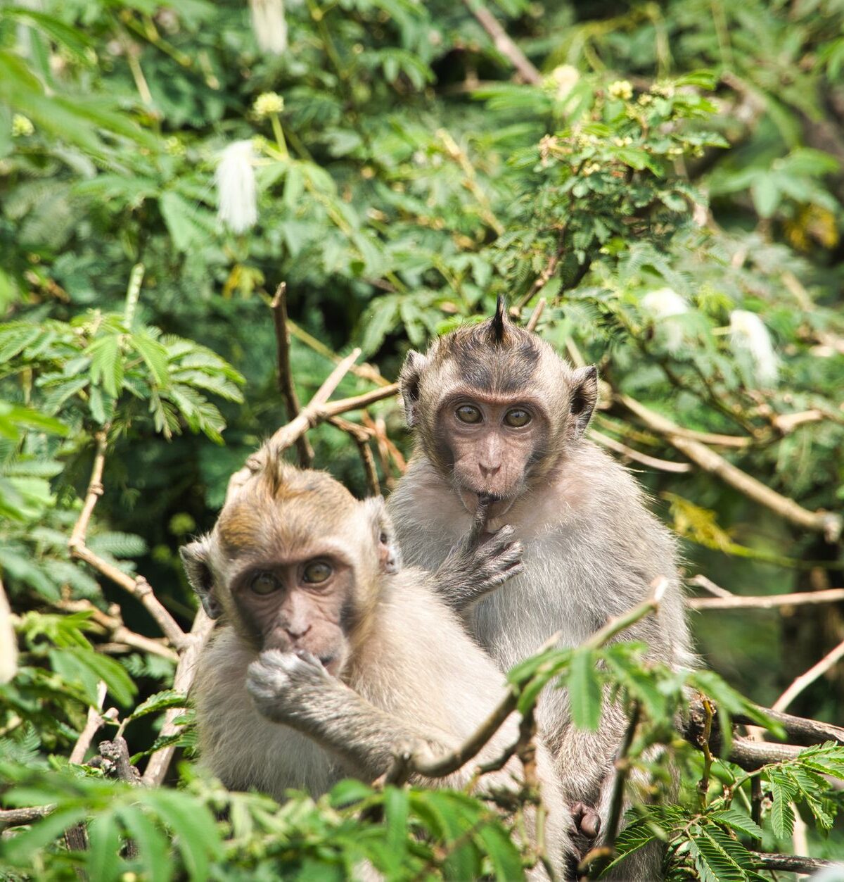 Javanese Monkey