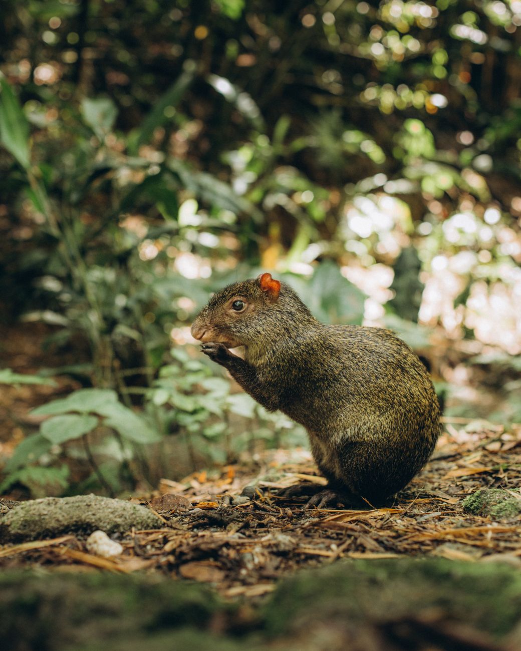 Brazilian Agouti