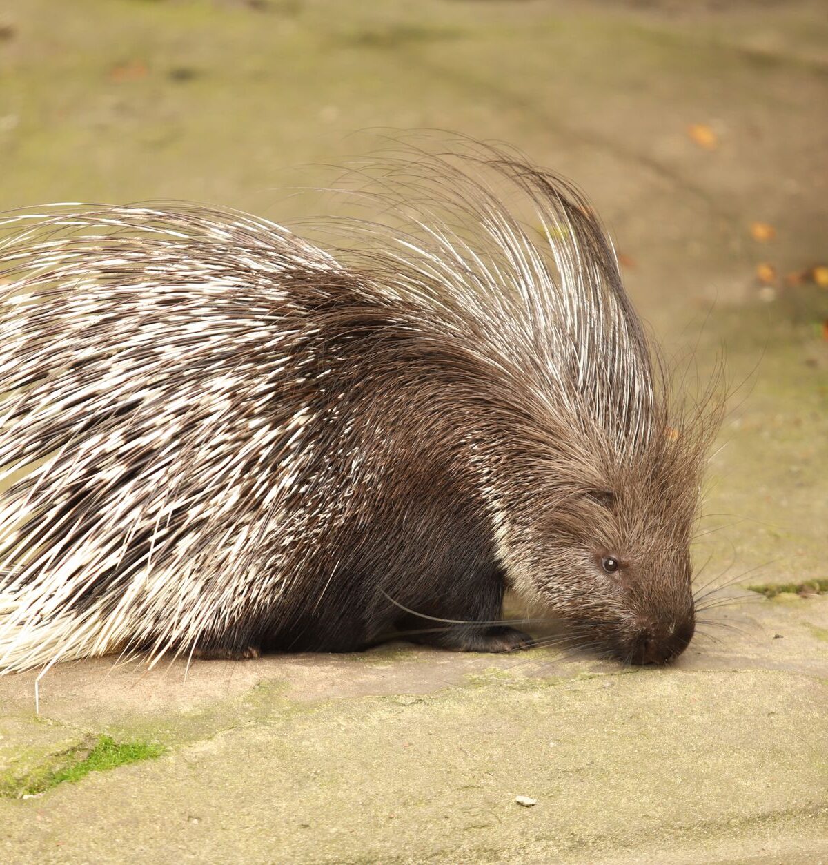 Cape Porcupine