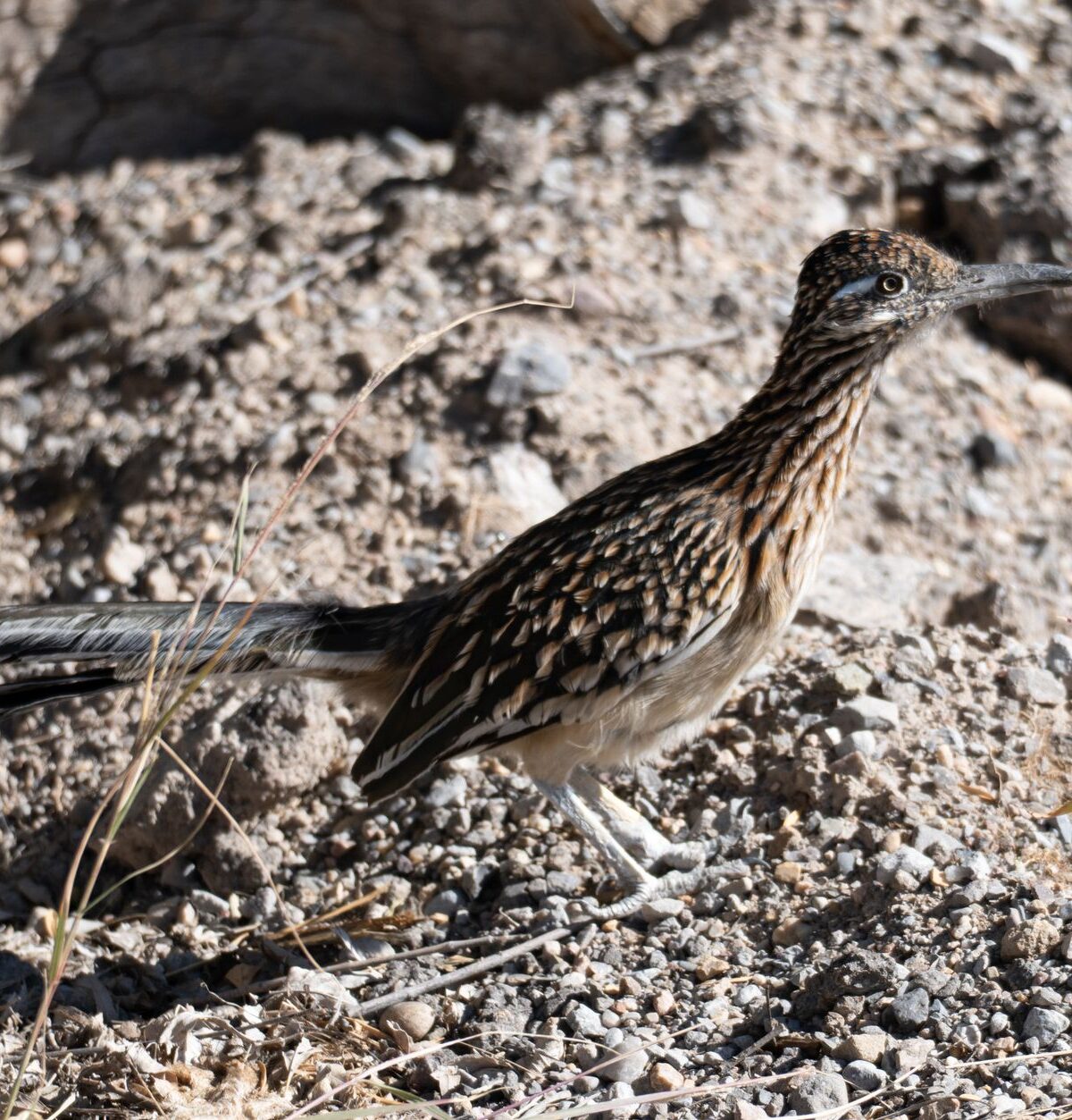 Greater Roadrunner