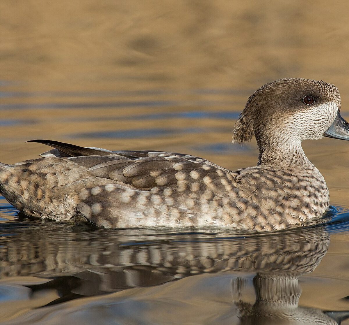 Marbled Teal Duck