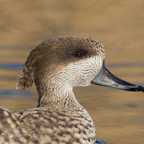 Marbled Teal