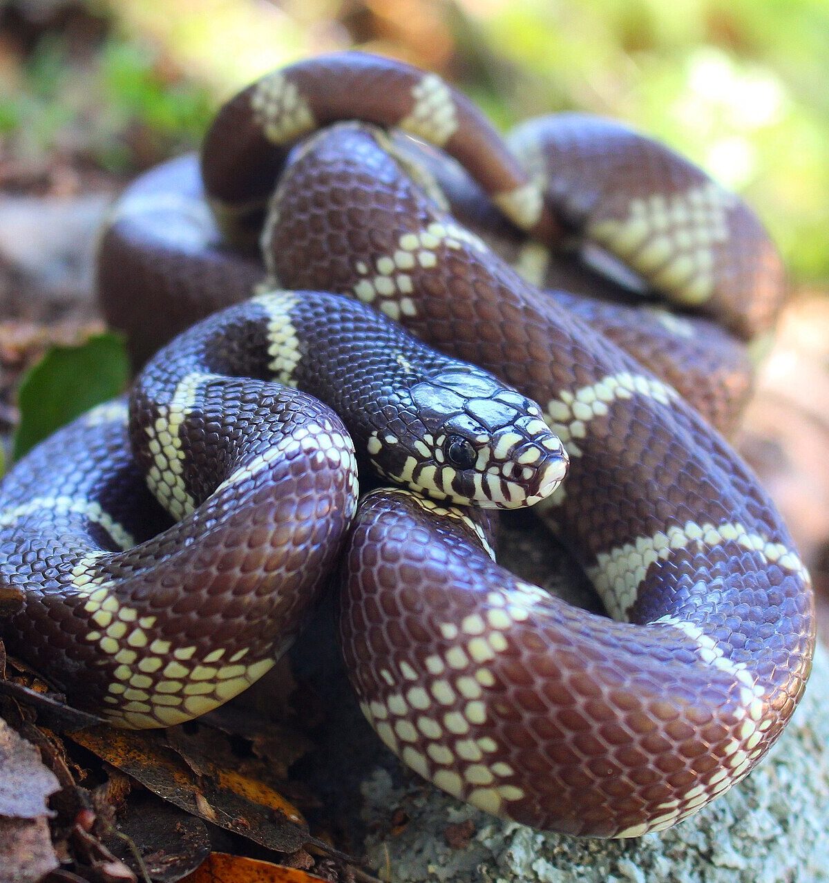 California King Snake