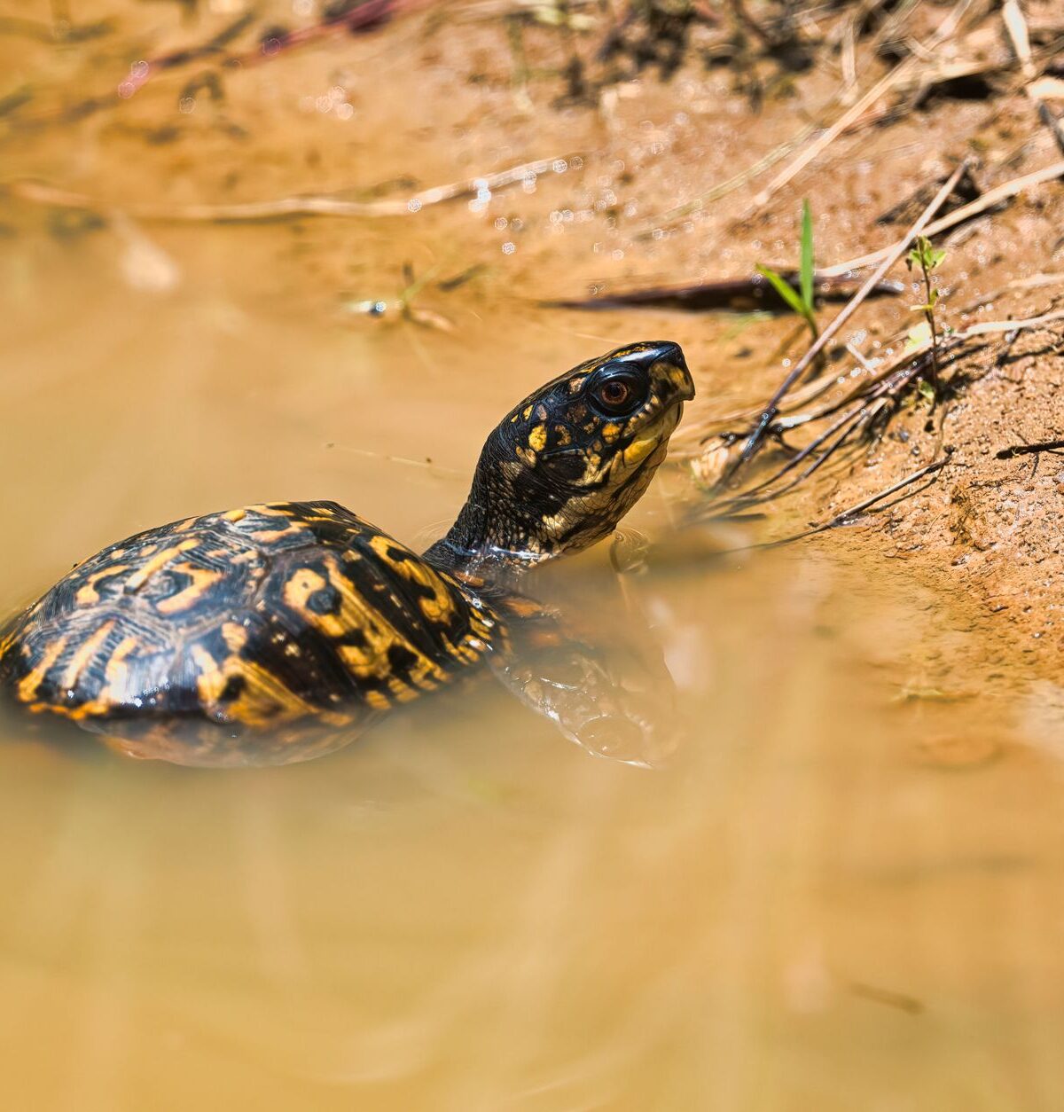 Eastern Box Turtle