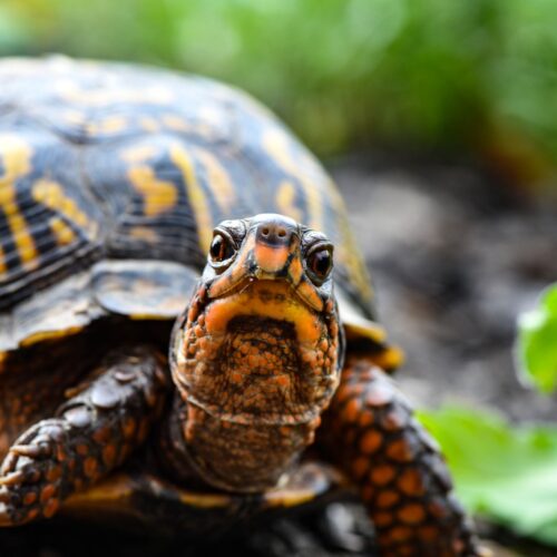 Box Turtle