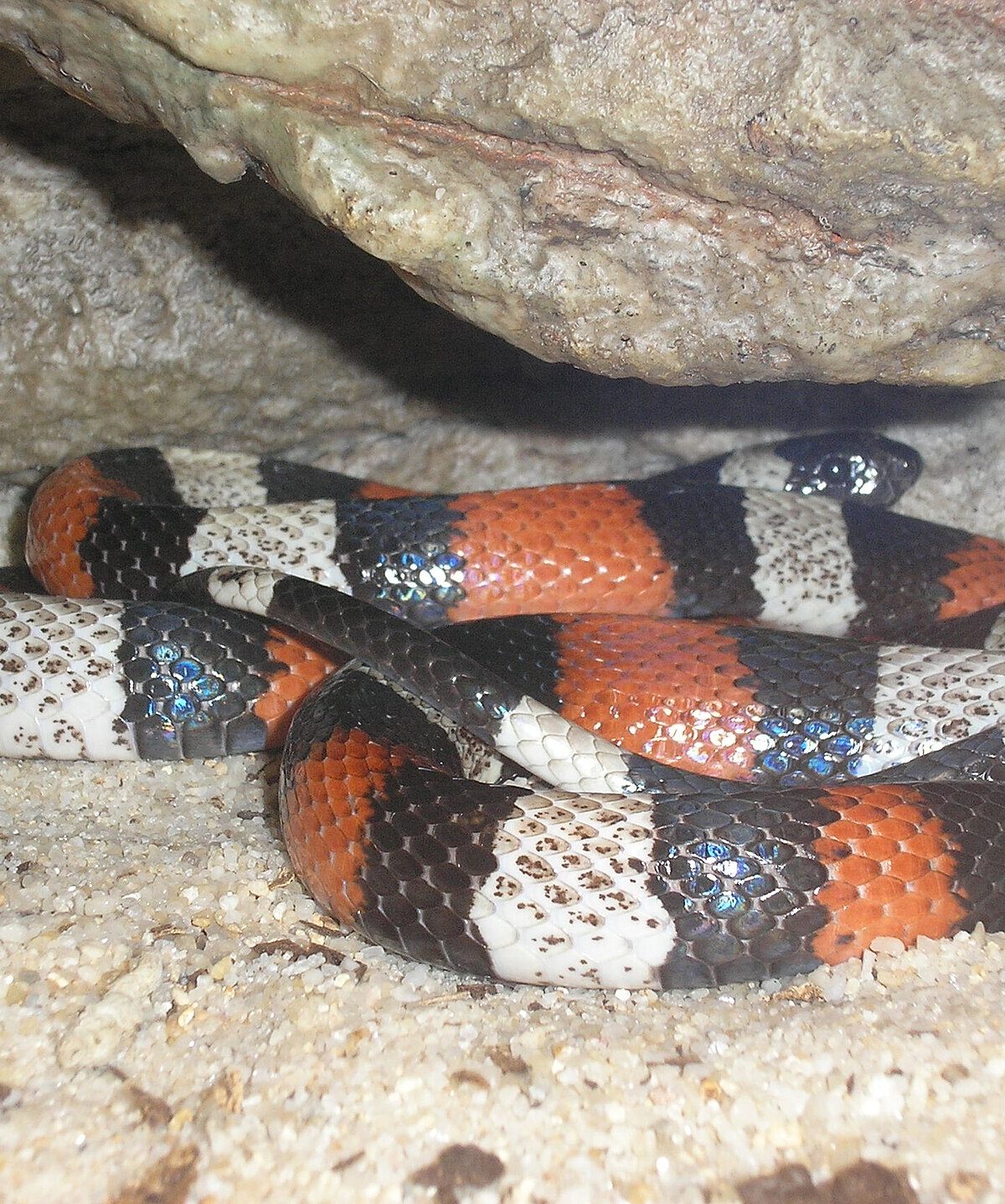 Pueblan Milk Snake