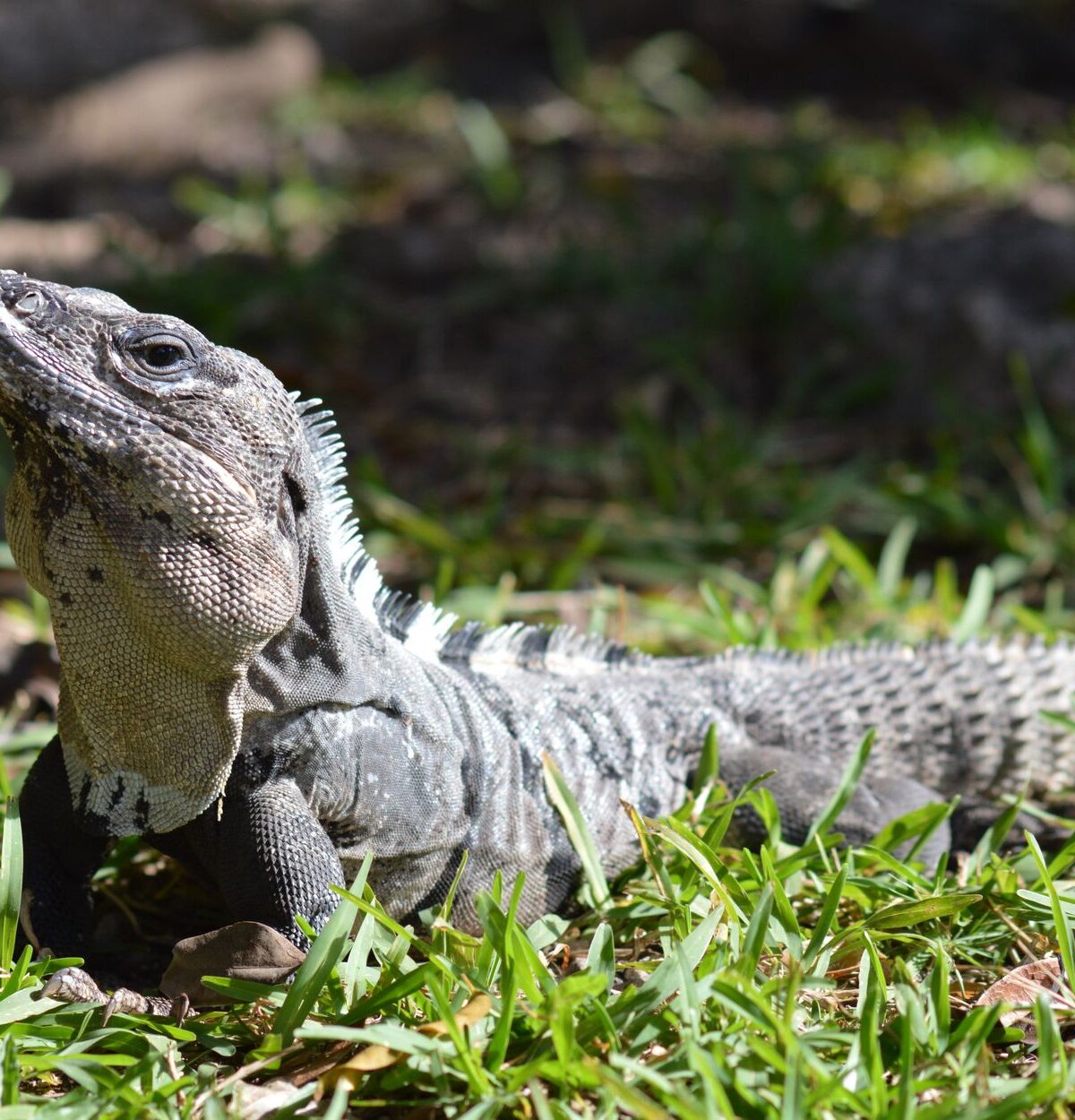 Spiny-Tailed Iguana