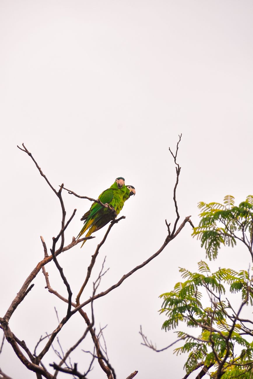 Green-Winged Macaw