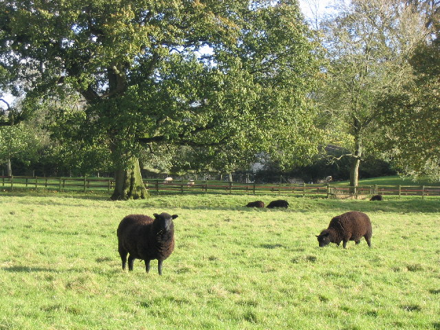 American Black Welsh Mountain Sheep