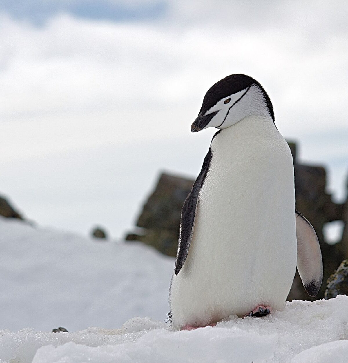 Chinstrap Penguin