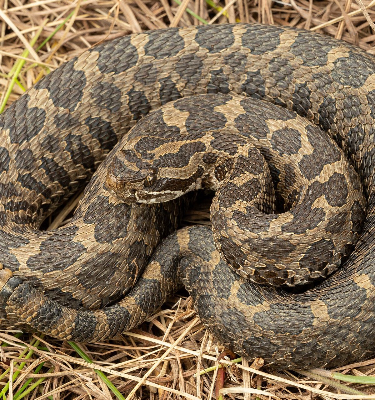 Eastern Massasauga Rattlesnake